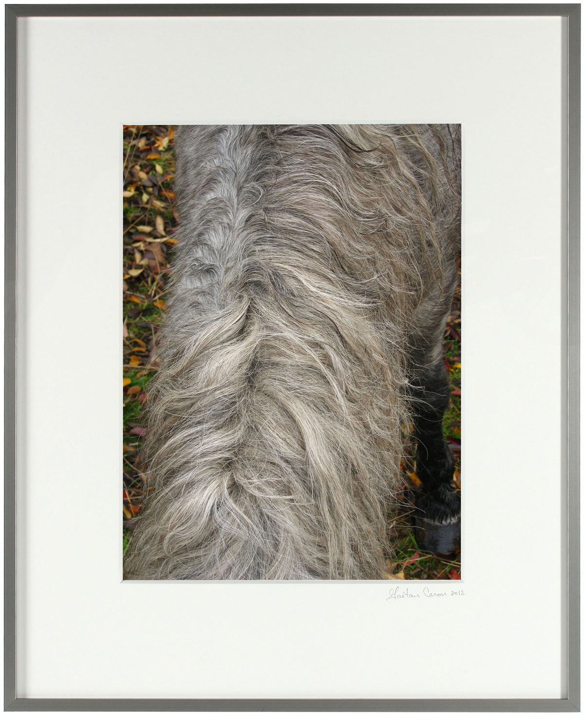 <I>Wild Pony Mane</I><br>Mendocino, California, 2010<br><br>GC0249