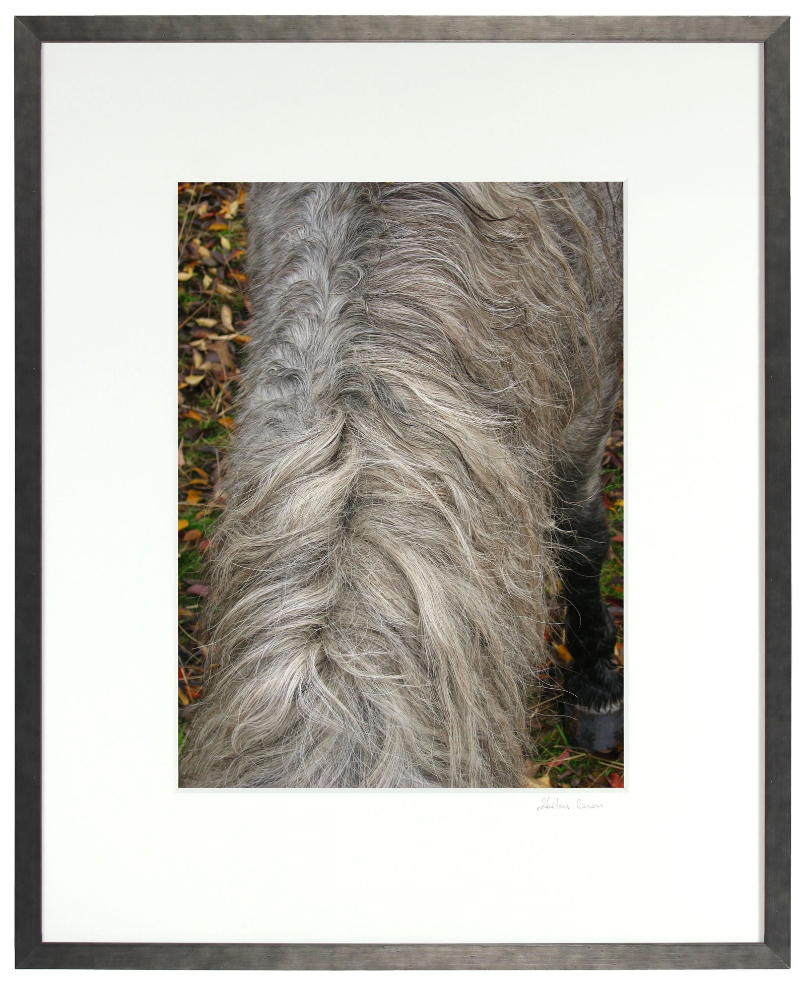 <I>Wild Pony Mane</I><br>Mendocino, California, 2010<br><br>GC0249