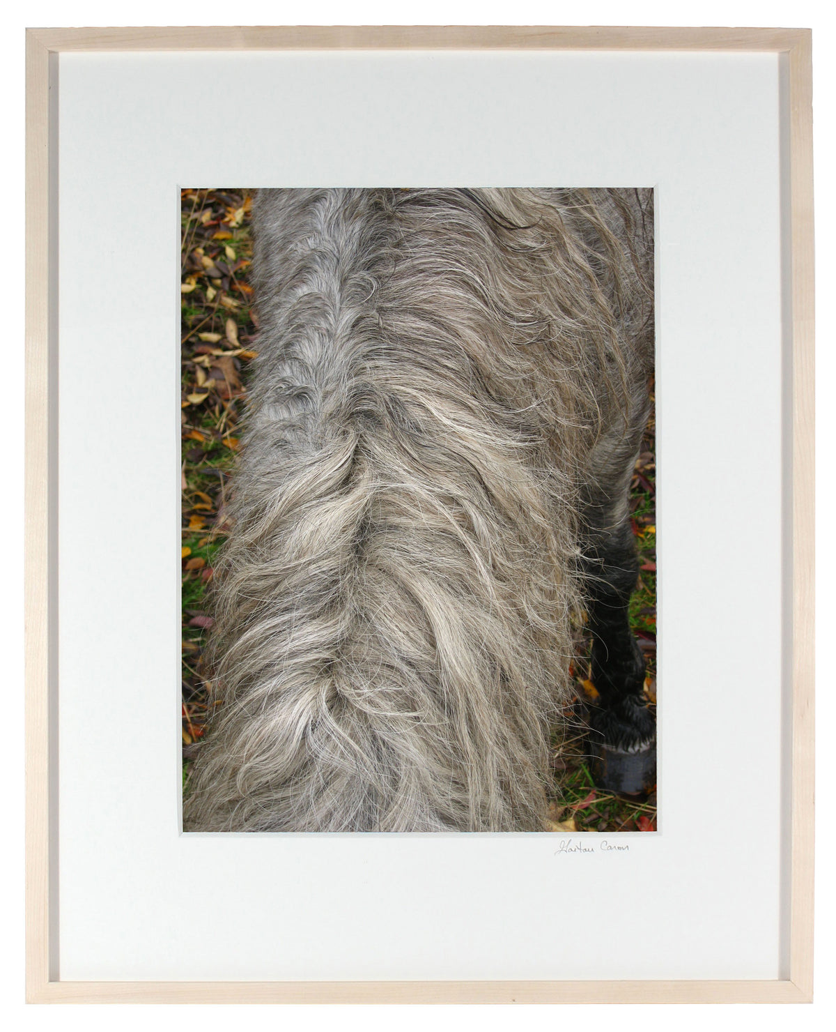 <I>Wild Pony Mane</I><br>Mendocino, California, 2010<br><br>GC0249