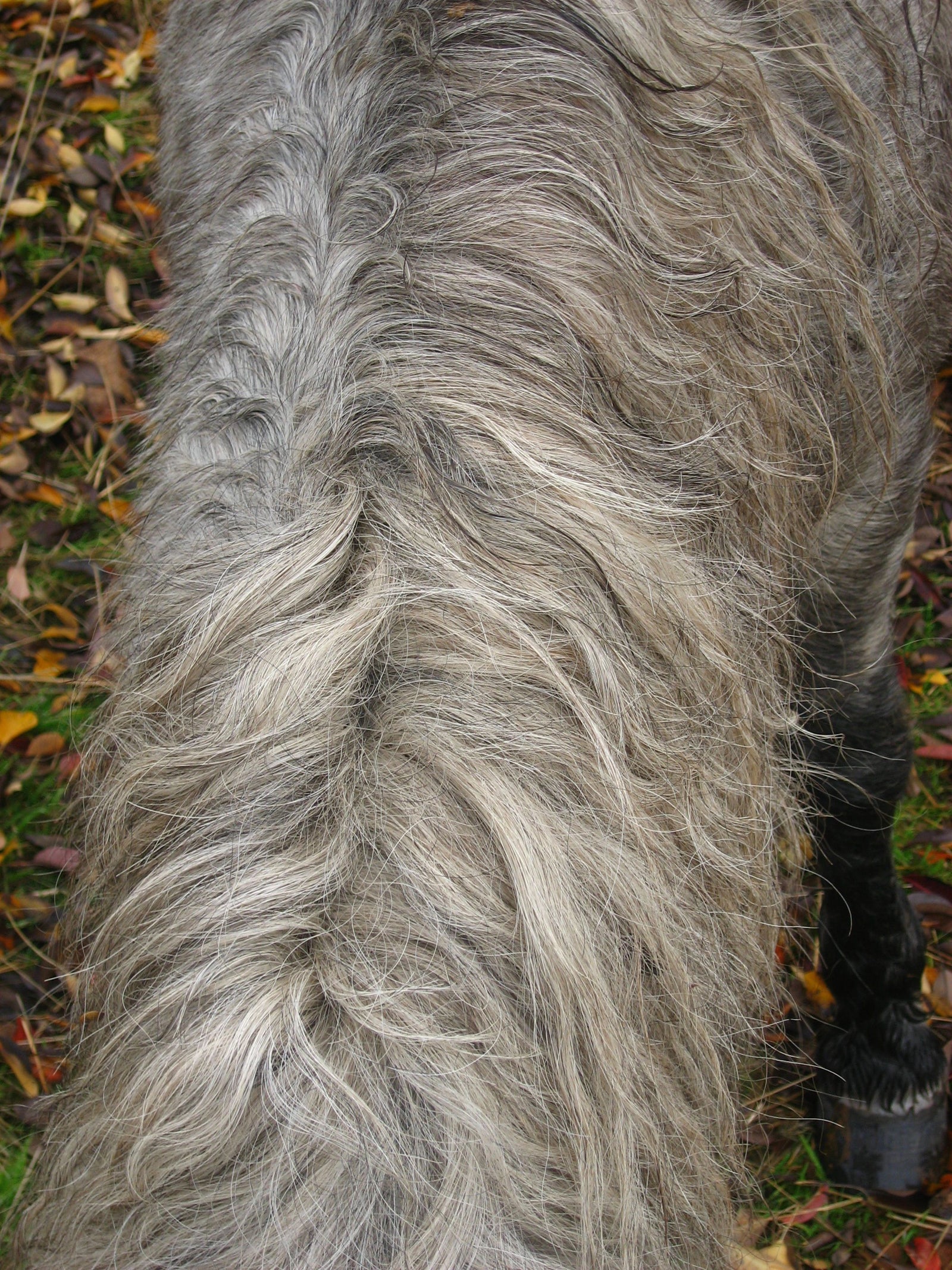 <I>Wild Pony Mane</I><br>Mendocino, California, 2010<br><br>GC0249