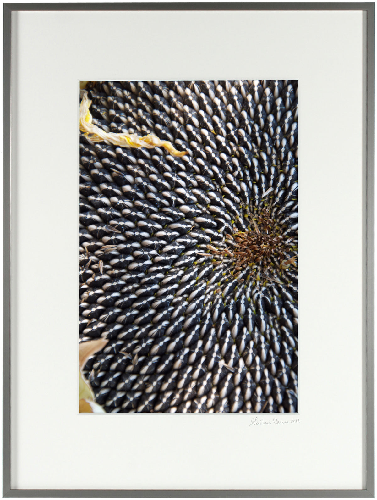 <I>Sun Flower Seeds</I><br>Mendocino, California, 2011<br><br>GC0250