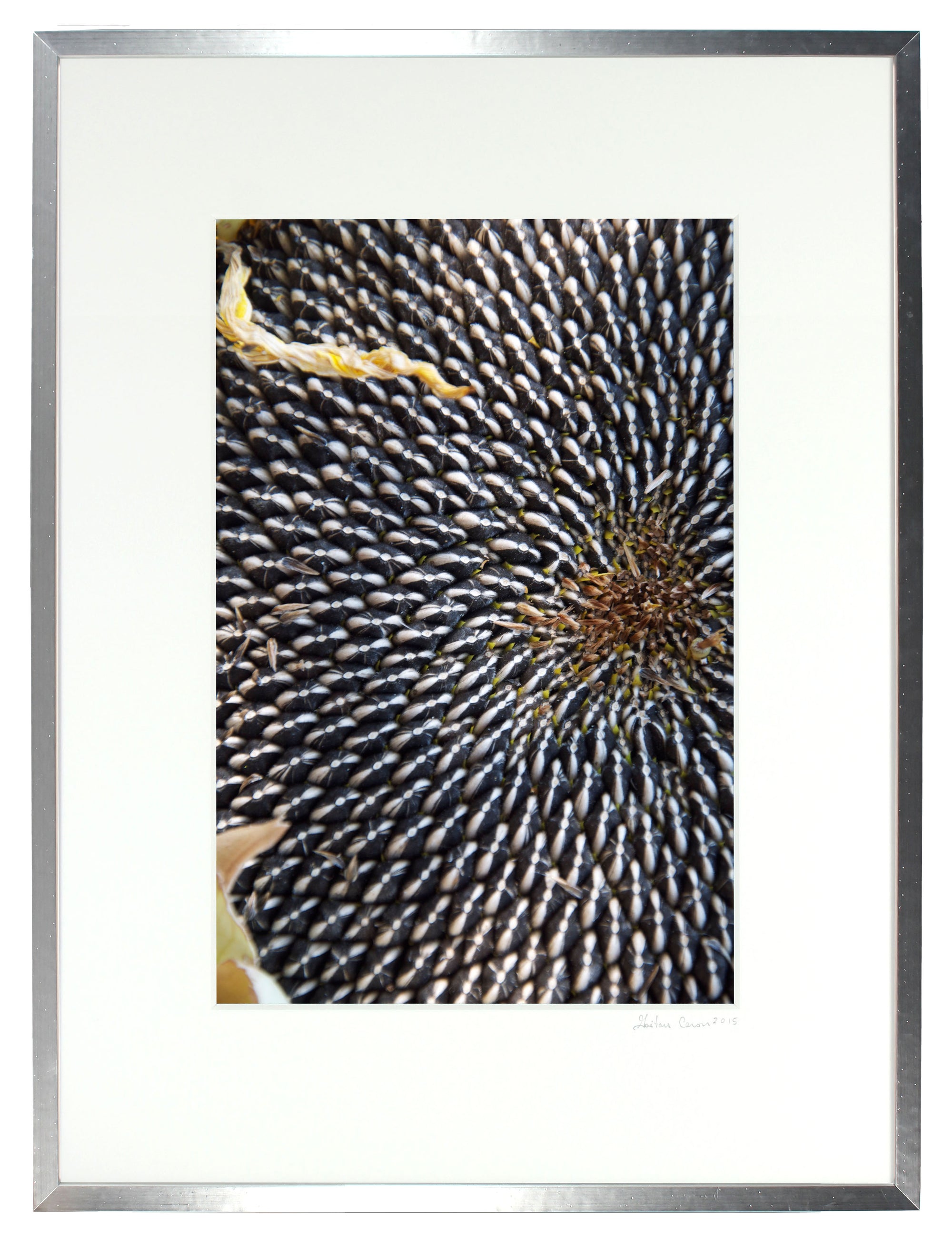 <I>Sun Flower Seeds</I><br>Mendocino, California, 2011<br><br>GC0250