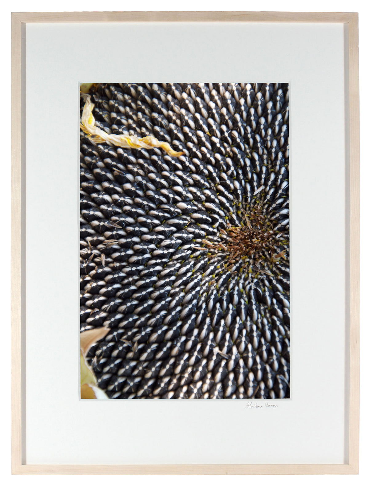 <I>Sun Flower Seeds</I><br>Mendocino, California, 2011<br><br>GC0250