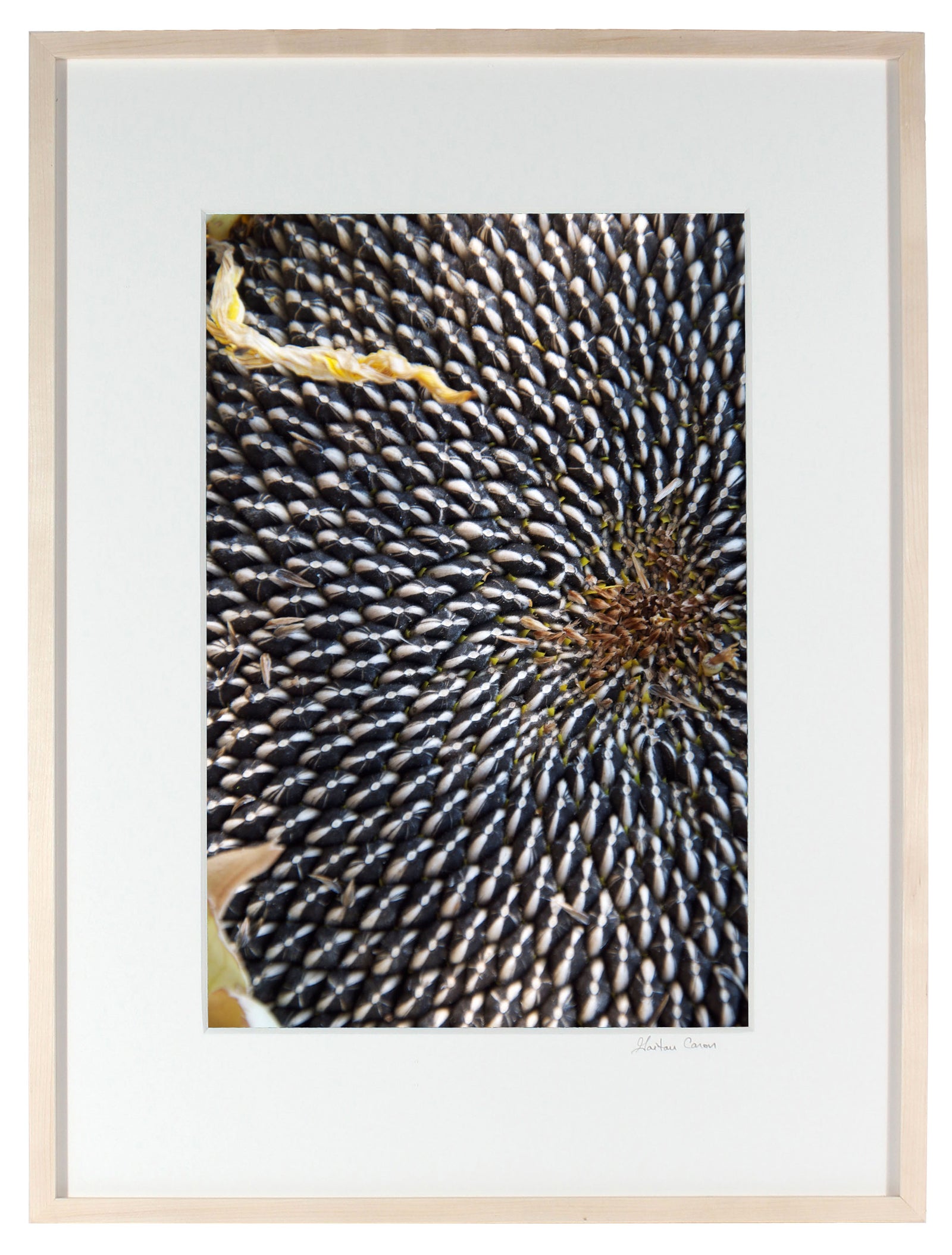 <I>Sun Flower Seeds</I><br>Mendocino, California, 2011<br><br>GC0250