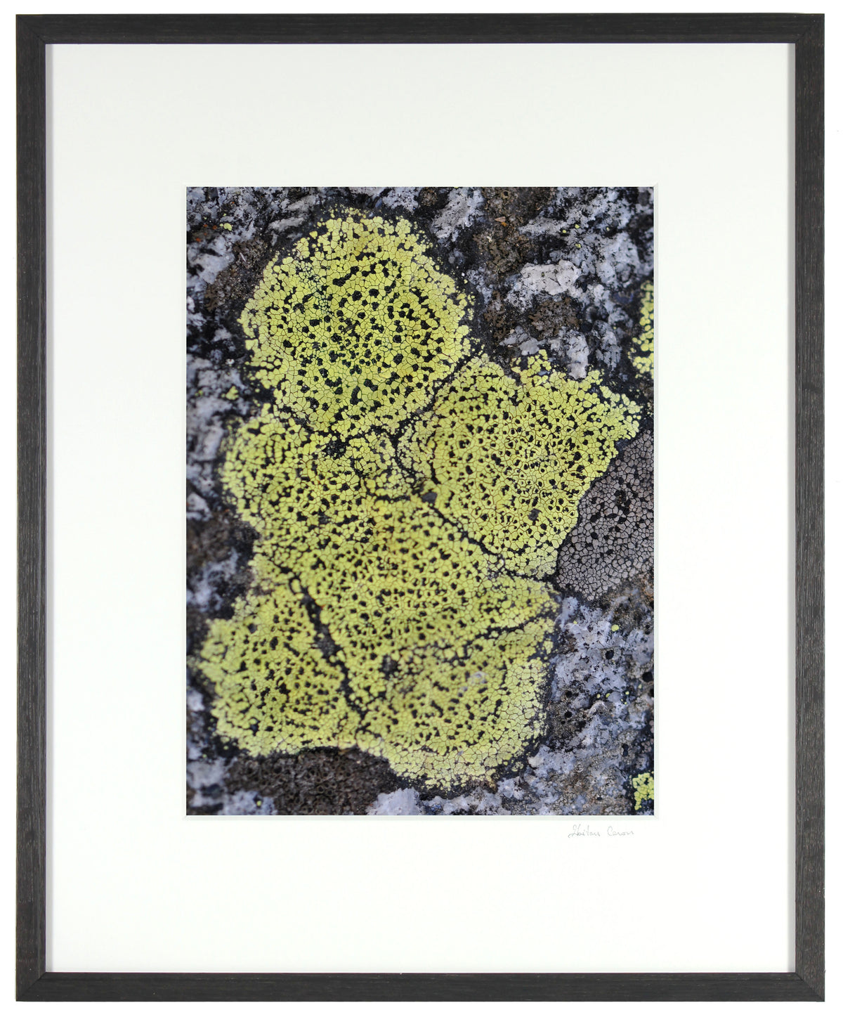 <I>Chérubin</I><br>Mendocino, California, 2012<br><br>GC0285