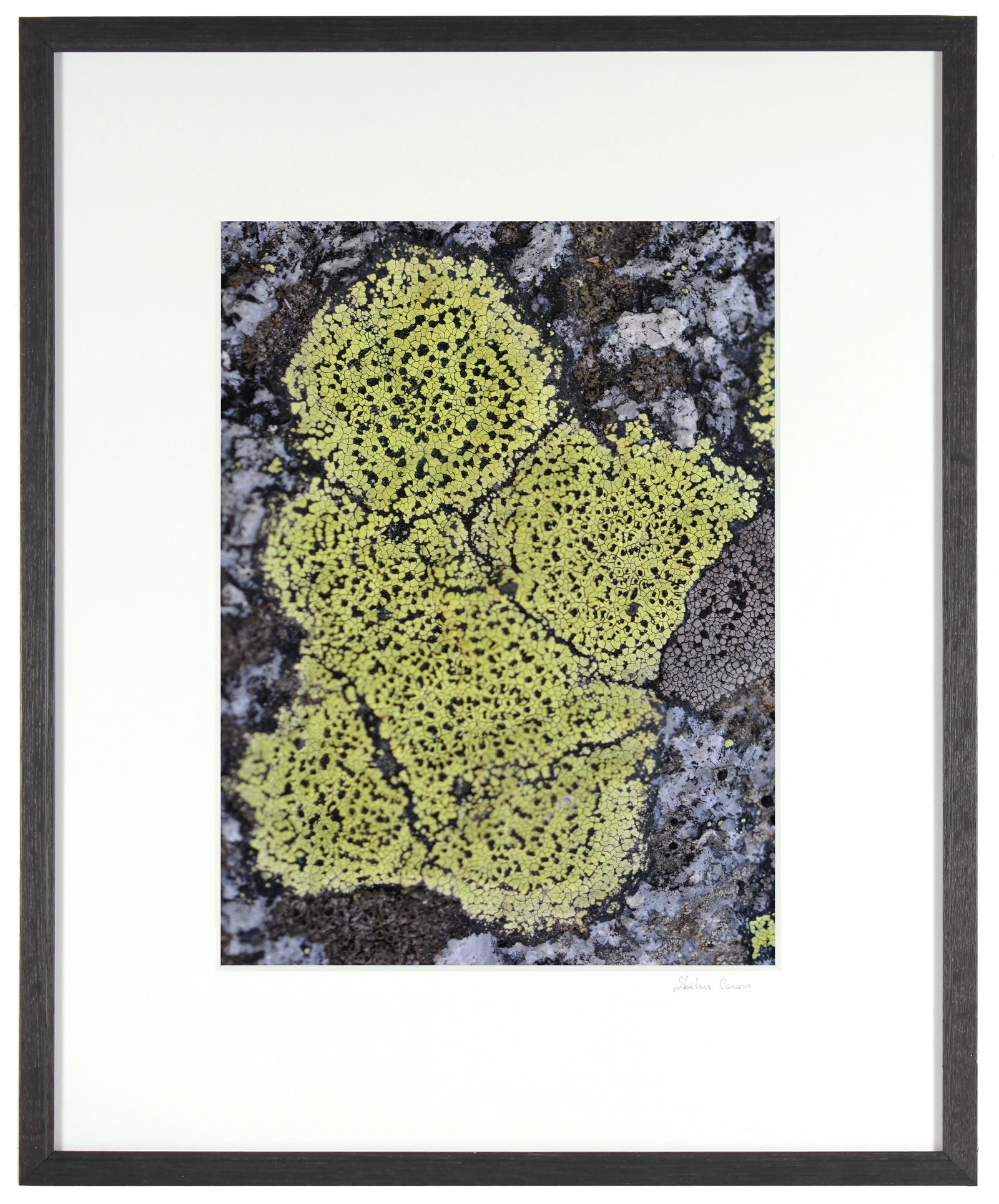 <I>Chérubin</I><br>Mendocino, California, 2012<br><br>GC0285