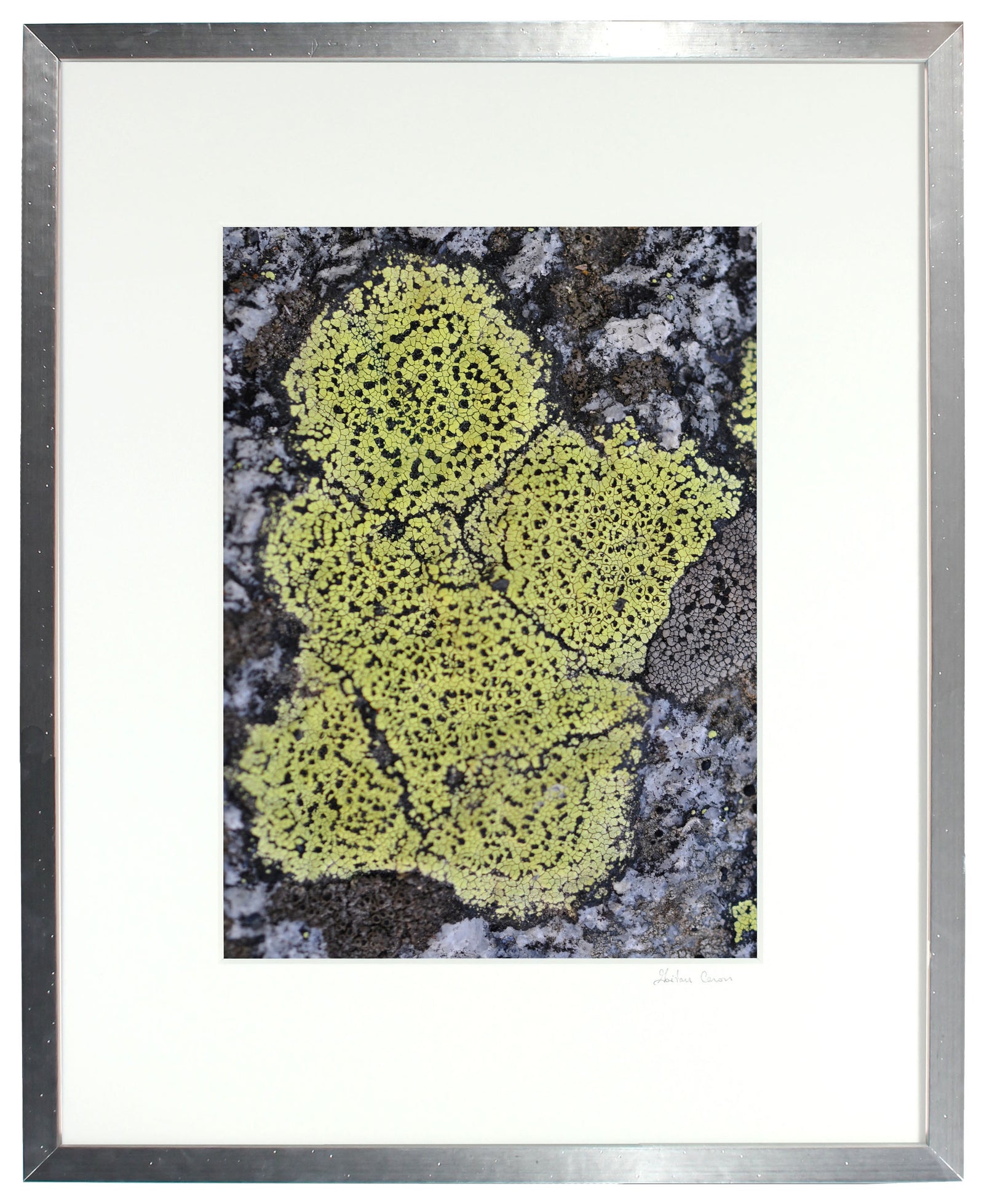 <I>Chérubin</I><br>Mendocino, California, 2012<br><br>GC0285