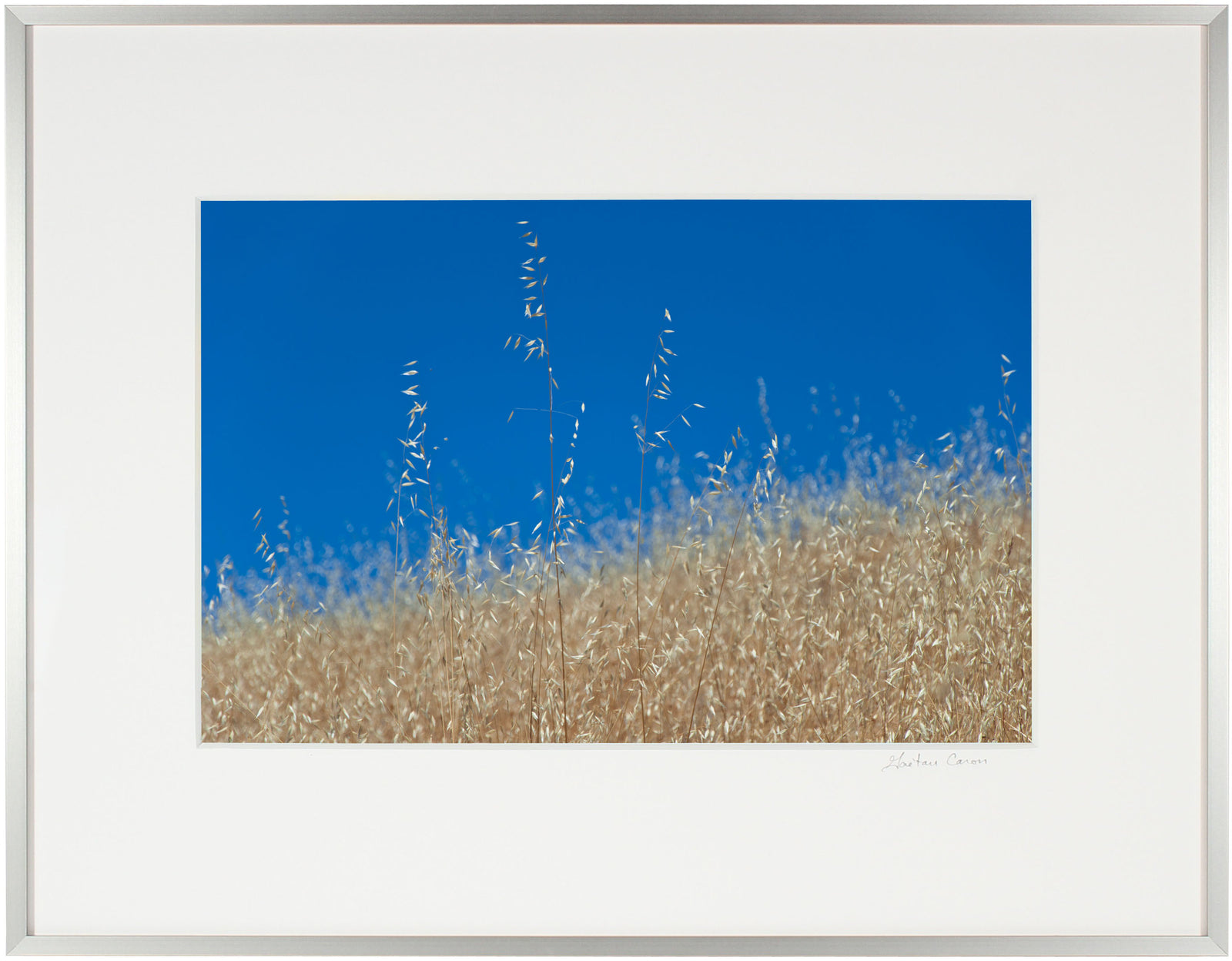 <I>Golden Mendocino</I><br>Mendocino, California, 2012<br><br>GC0286