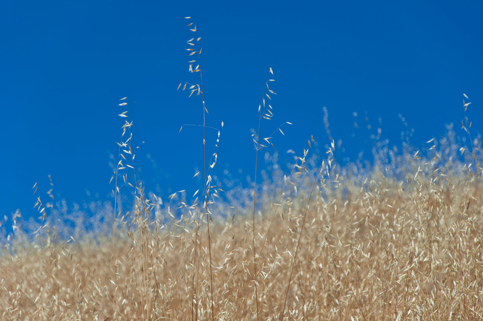 <I>Golden Mendocino</I><br>Mendocino, California, 2012<br><br>GC0286