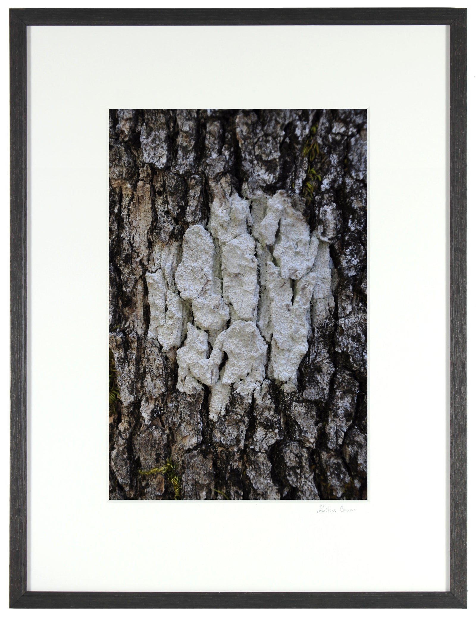 <I>Cible Naturelle (Organic Objective)</I><br>Mendocino, California, 2012<br><br>GC0287