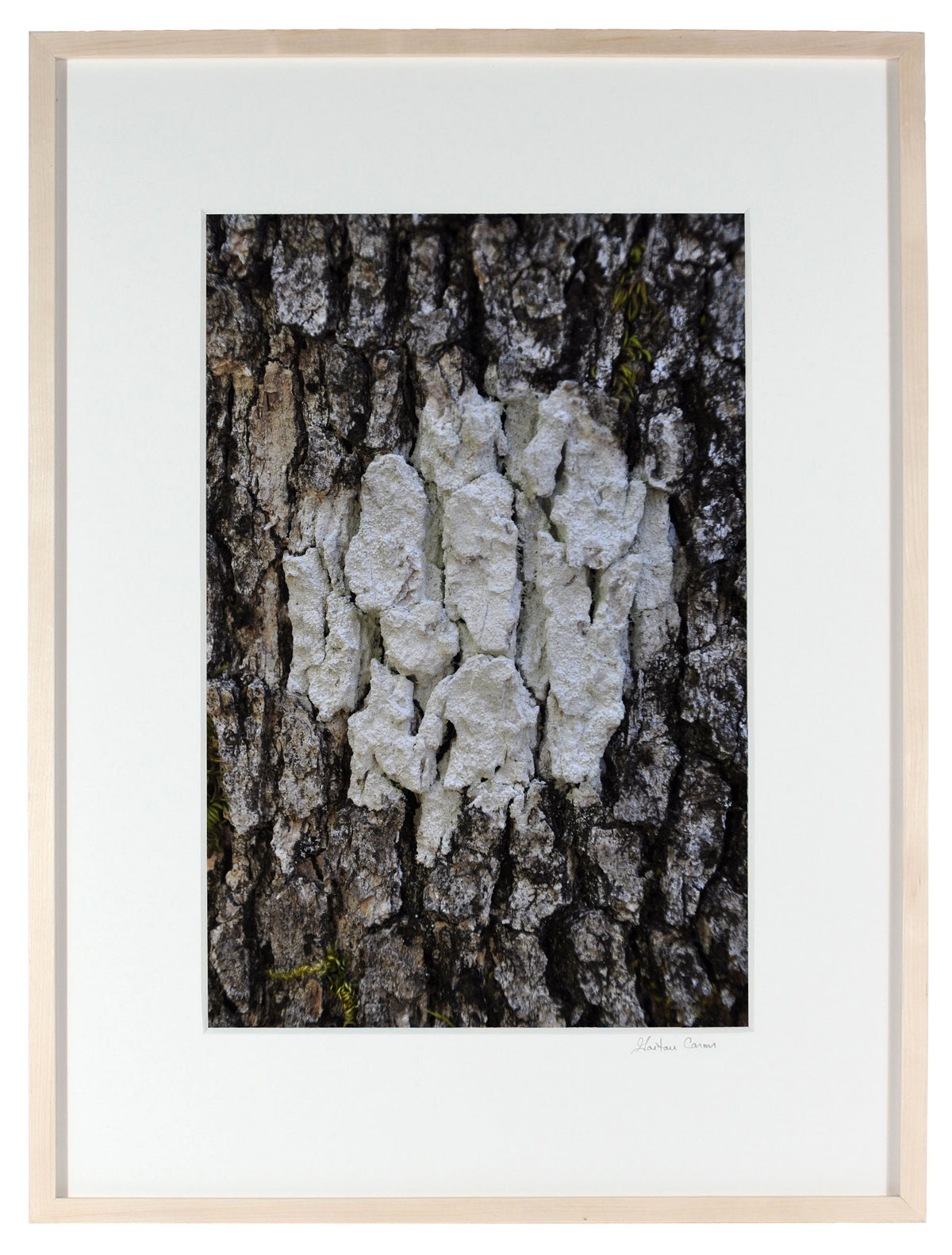 <I>Cible Naturelle (Organic Objective)</I><br>Mendocino, California, 2012<br><br>GC0287