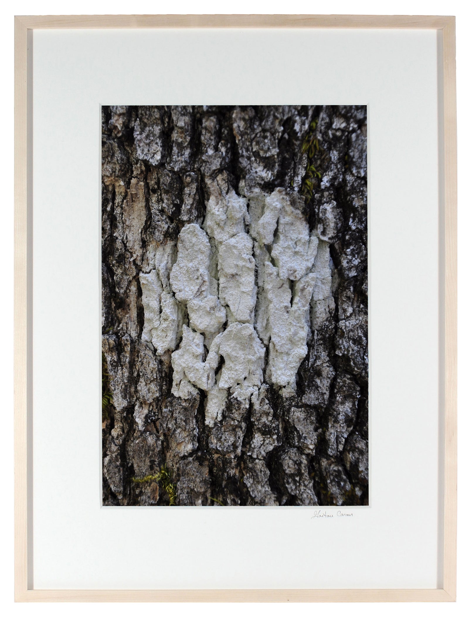 <I>Cible Naturelle (Organic Objective)</I><br>Mendocino, California, 2012<br><br>GC0287