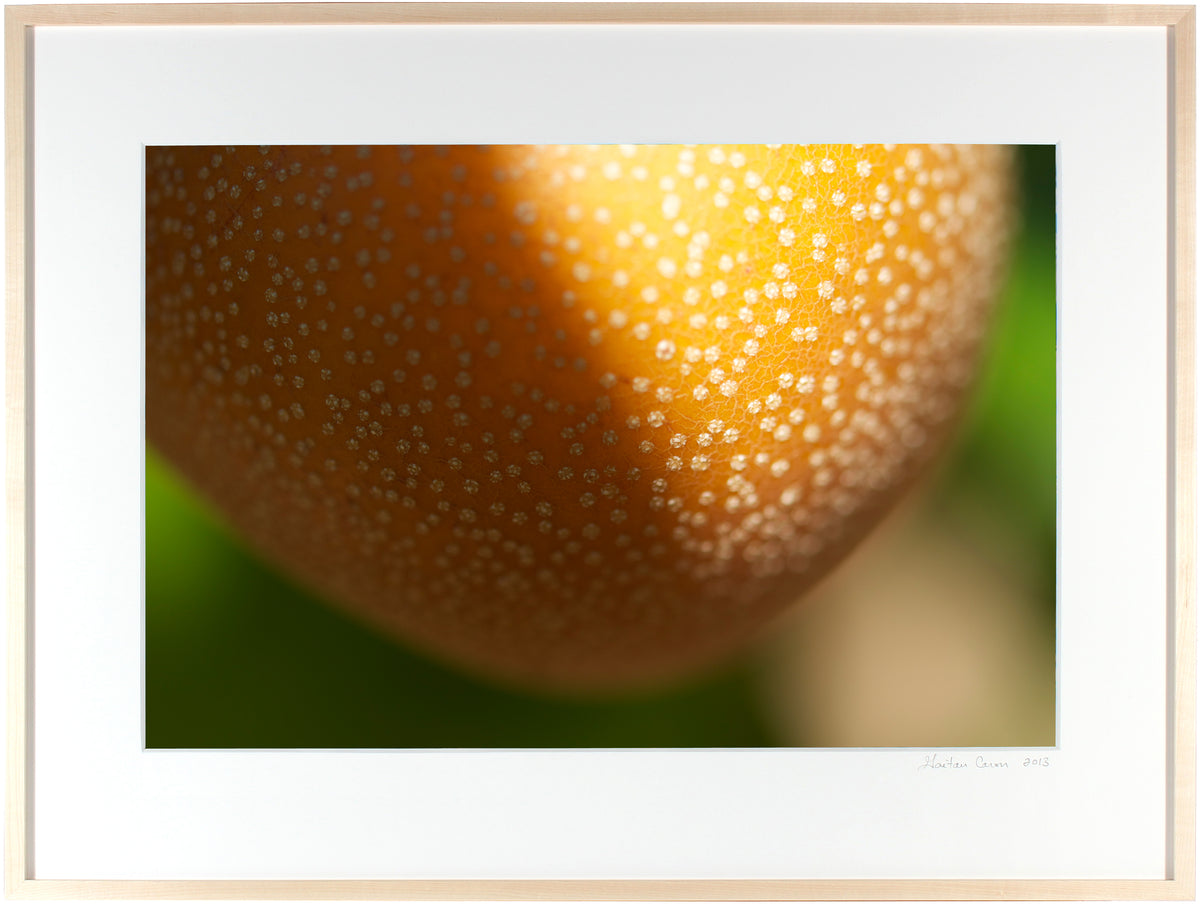 <I>Pyrus Pyrifolia Hosui</I><br>Mendocino, California, 2012<br><br>GC0288