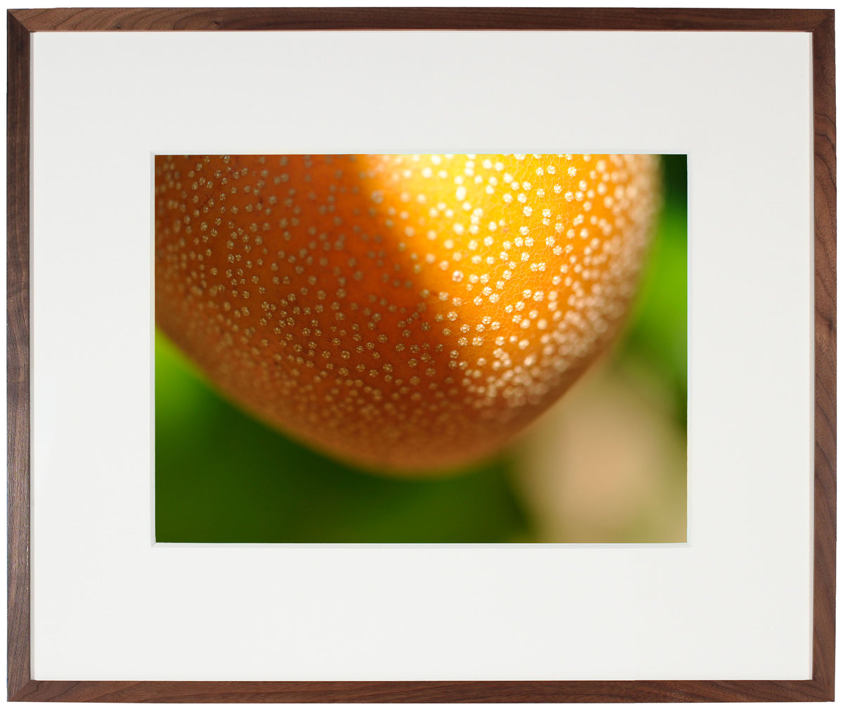 <I>Pyrus Pyrifolia Hosui</I><br>Mendocino, California, 2012<br><br>GC0288