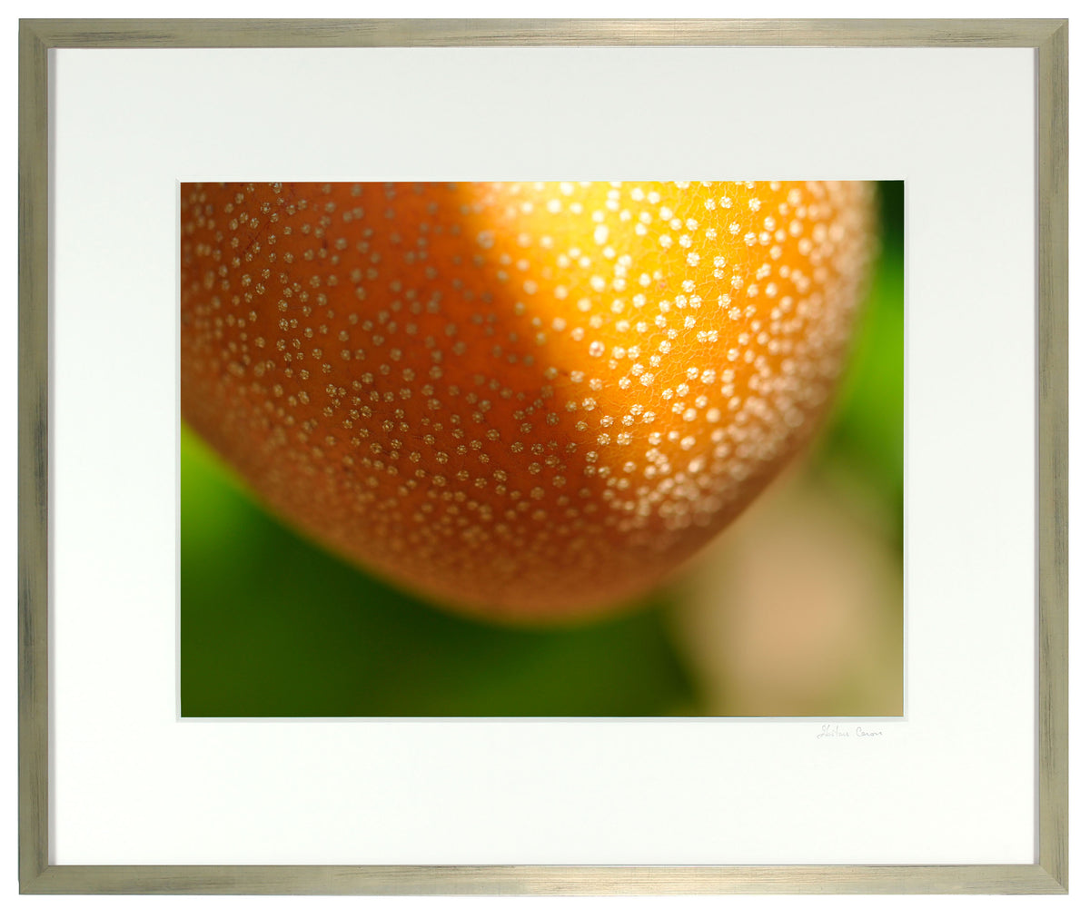 <I>Pyrus Pyrifolia Hosui</I><br>Mendocino, California, 2012<br><br>GC0288