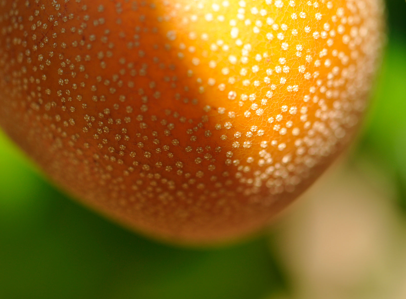 <I>Pyrus Pyrifolia Hosui</I><br>Mendocino, California, 2012<br><br>GC0288