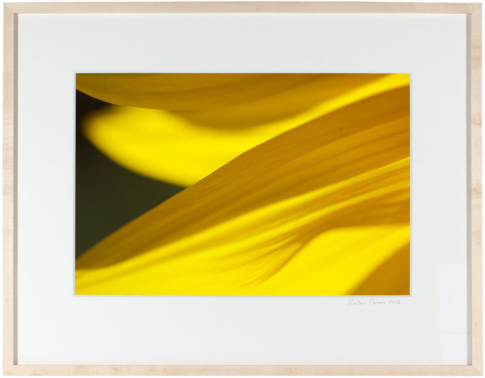 <I>Grand-Soleil (Sunflower)</I><br>Mendocino, California, 2012<br><br>GC0289