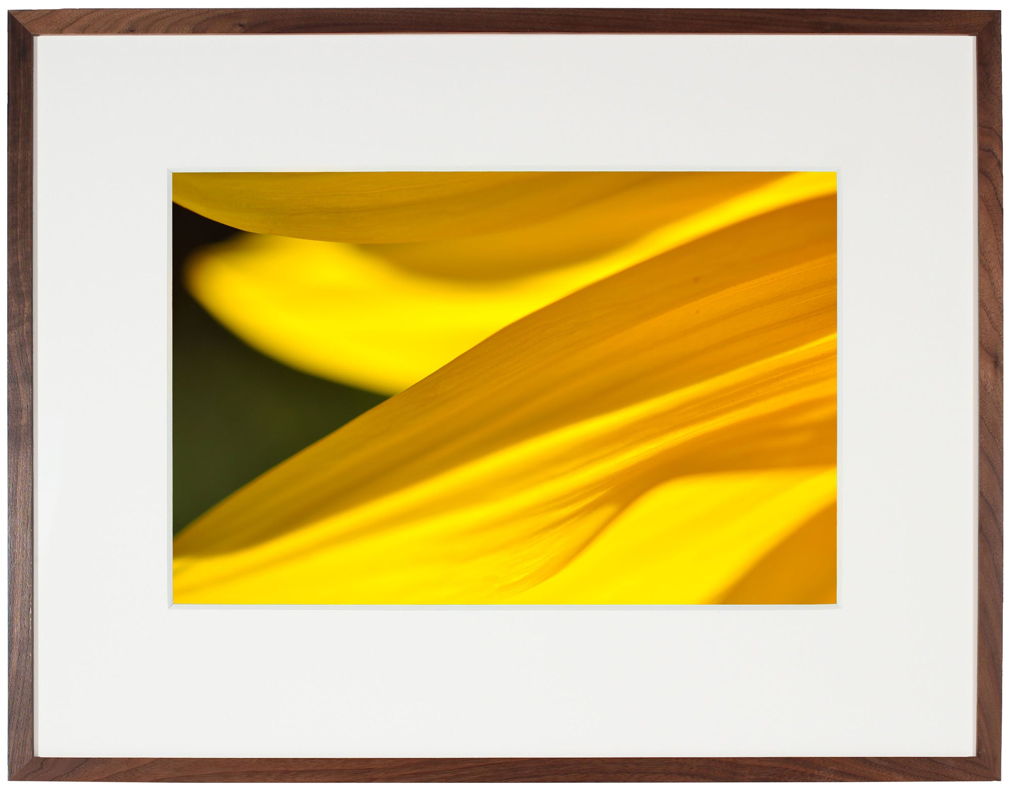 <I>Grand-Soleil (Sunflower)</I><br>Mendocino, California, 2012<br><br>GC0289