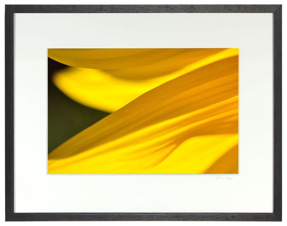 <I>Grand-Soleil (Sunflower)</I><br>Mendocino, California, 2012<br><br>GC0289