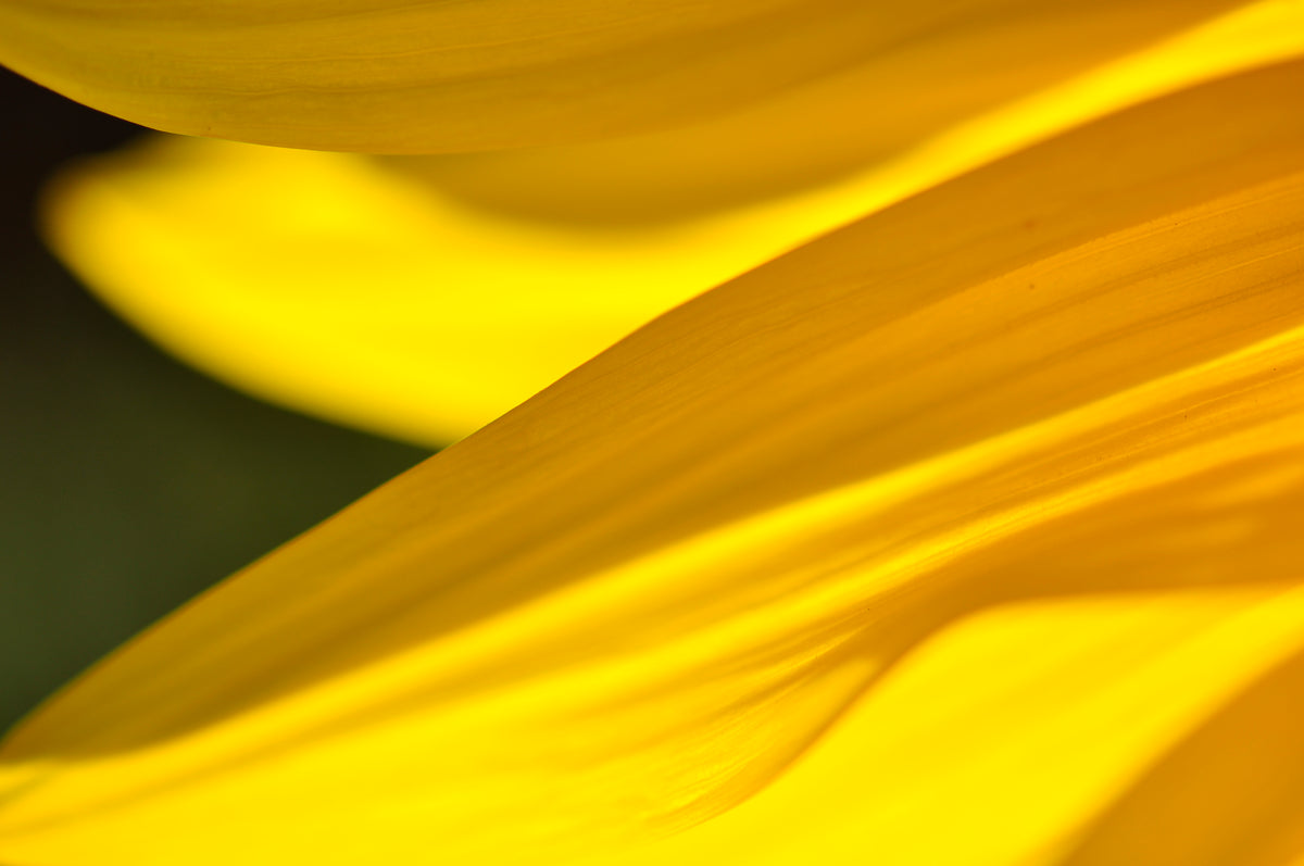 &lt;I&gt;Grand-Soleil (Sunflower)&lt;/I&gt;&lt;br&gt;Mendocino, California, 2012&lt;br&gt;&lt;br&gt;GC0289