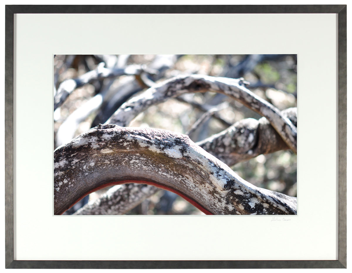 <I>Ligne de vie (Life Line)</I><br>Mendocino, California, 2012<br><br>GC0292