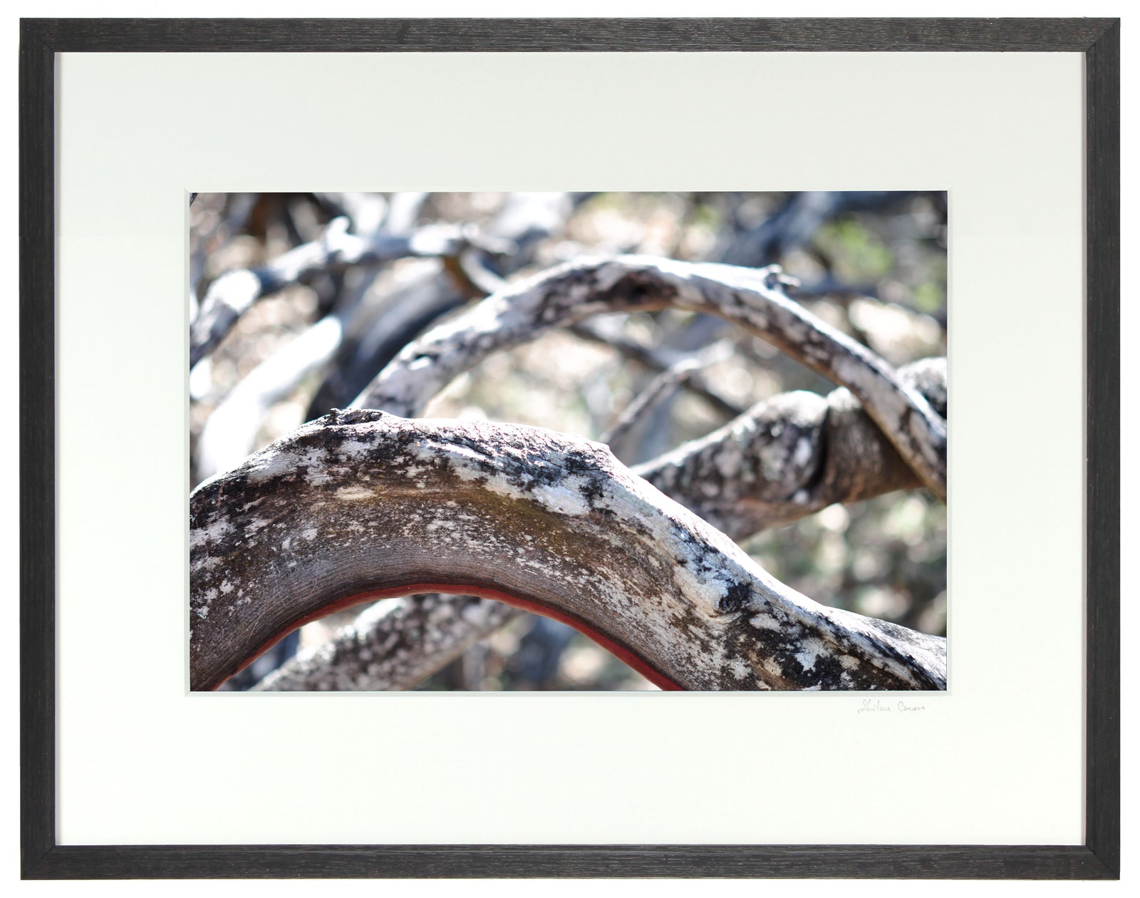 <I>Ligne de vie (Life Line)</I><br>Mendocino, California, 2012<br><br>GC0292