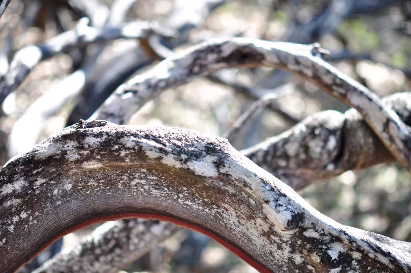 <I>Ligne de vie (Life Line)</I><br>Mendocino, California, 2012<br><br>GC0292