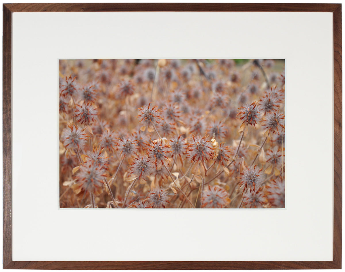 <I>Essaim Safran (Saffron Coterie)</I><br>Mendocino, California, 2012<br><br>GC0293