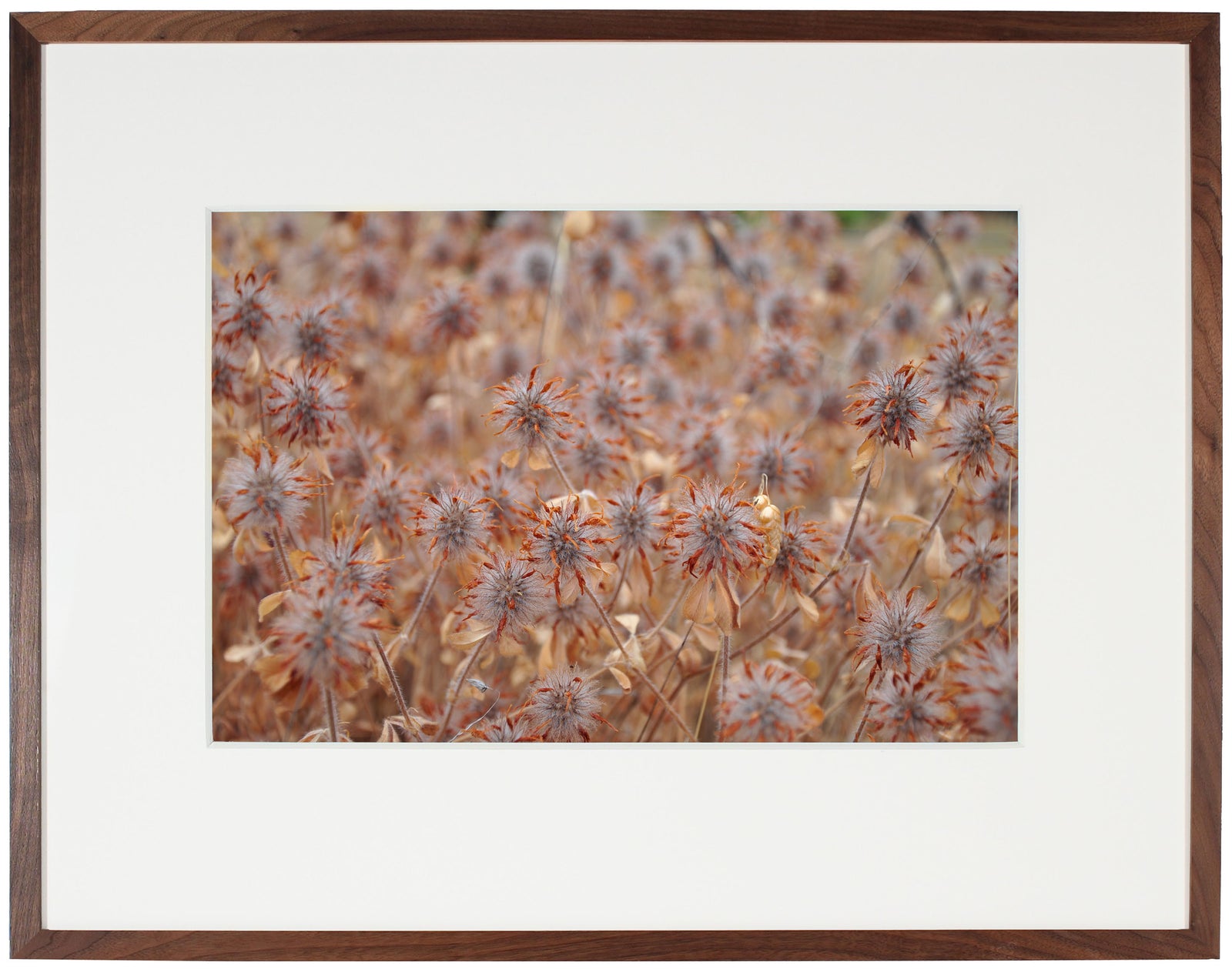 <I>Essaim Safran (Saffron Coterie)</I><br>Mendocino, California, 2012<br><br>GC0293