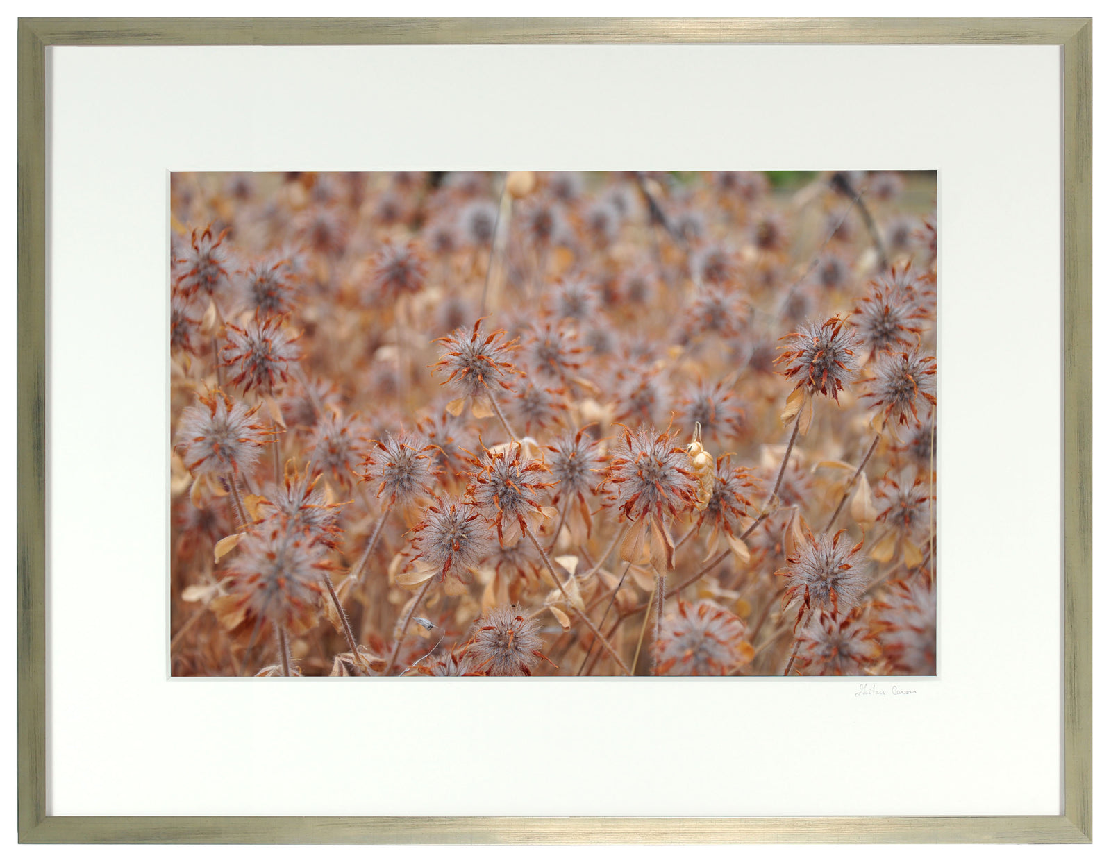 <I>Essaim Safran (Saffron Coterie)</I><br>Mendocino, California, 2012<br><br>GC0293