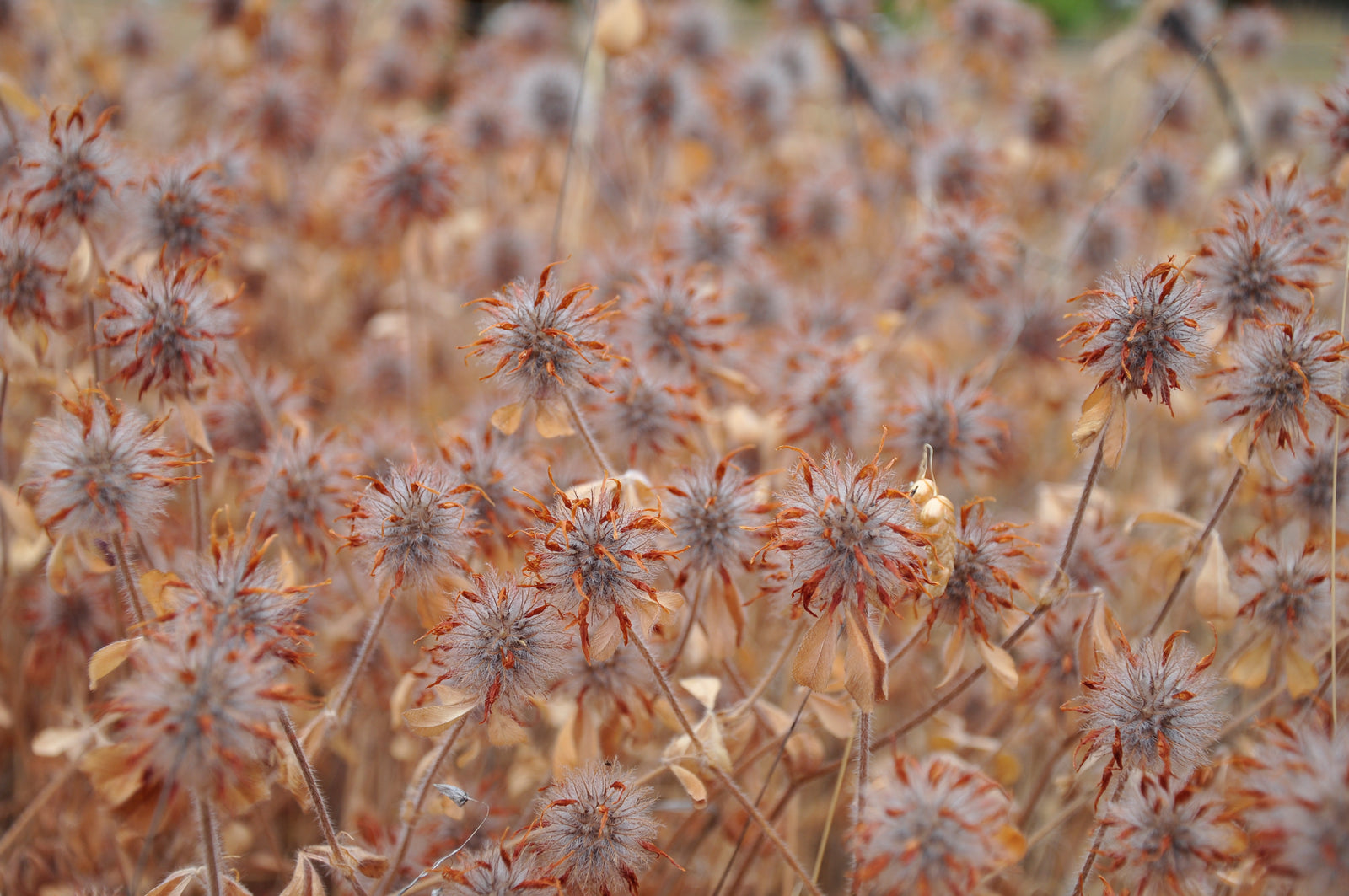 <I>Essaim Safran (Saffron Coterie)</I><br>Mendocino, California, 2012<br><br>GC0293