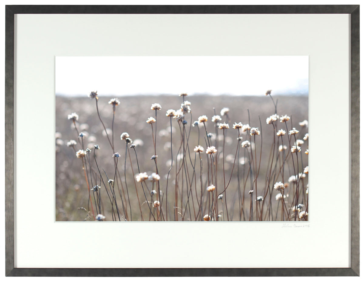 <I>Gracious Cleone</I><br>Mendocino, California, 2013<br><br>GC0346