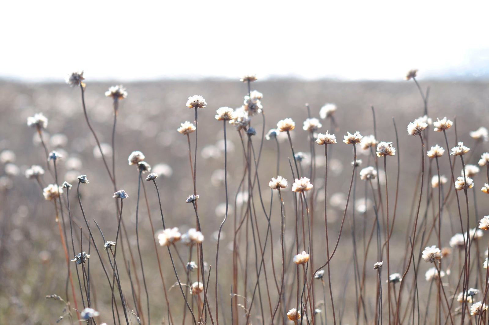 <I>Gracious Cleone</I><br>Mendocino, California, 2013<br><br>GC0346