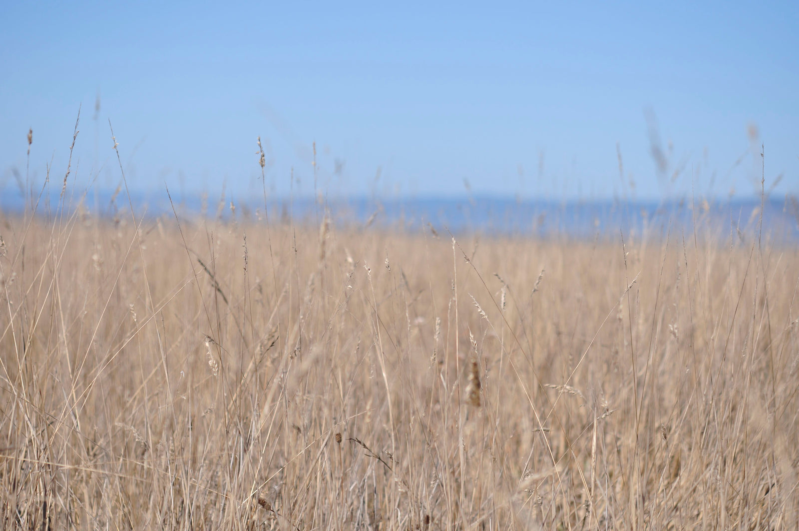 <I>Ten Mile Beach</I><br>Mendocino, California, 2013<br><br>GC0348
