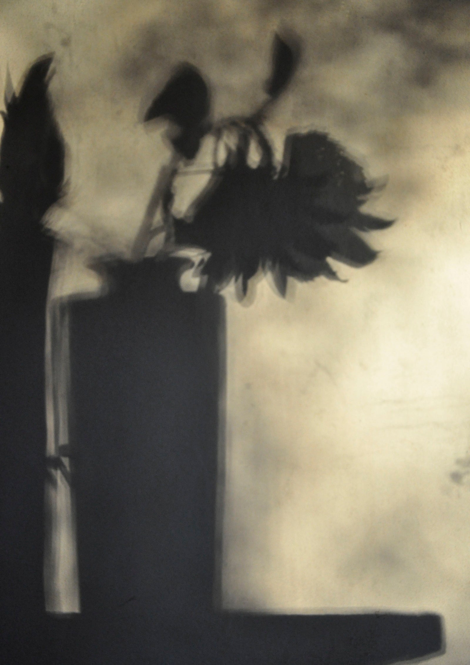 <I>Still Life with Feather & Sunflower (Nature morte avec plume et tournesol)</I><br>Mendocino, California, 2013<br><br>GC0351