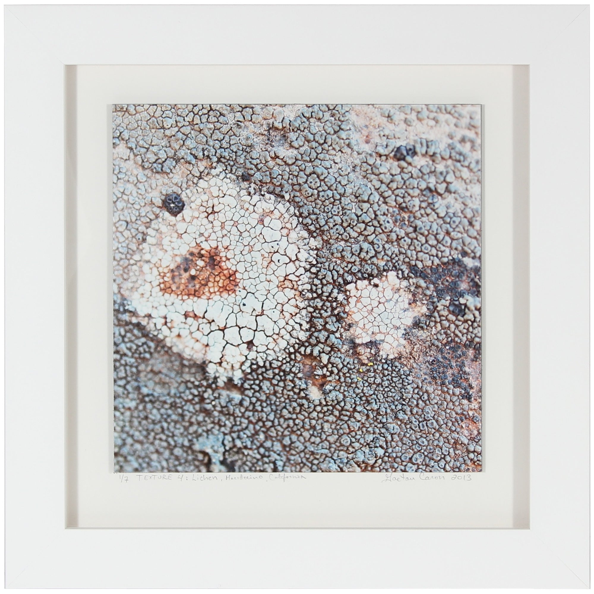 <I>Texture 4: Lichen</I><br>Mendocino, California, 2013<br><br>GC0354