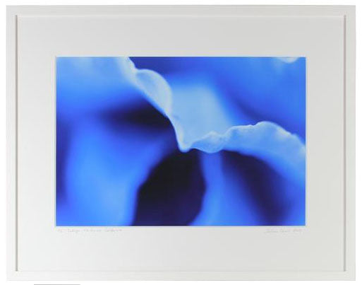 <I>Indigo (Cabbage)</I><br>Mendocino, California, 2013<br><br>GC0357