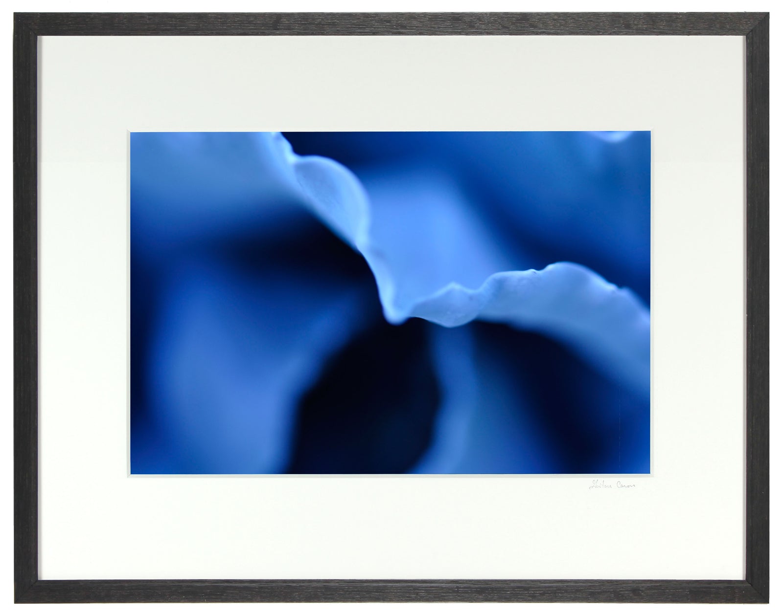 <I>Indigo (Cabbage)</I><br>Mendocino, California, 2013<br><br>GC0357