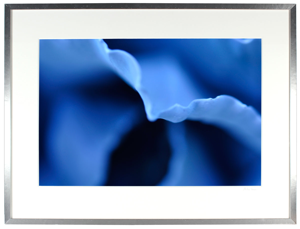 <I>Indigo (Cabbage)</I><br>Mendocino, California, 2013<br><br>GC0357