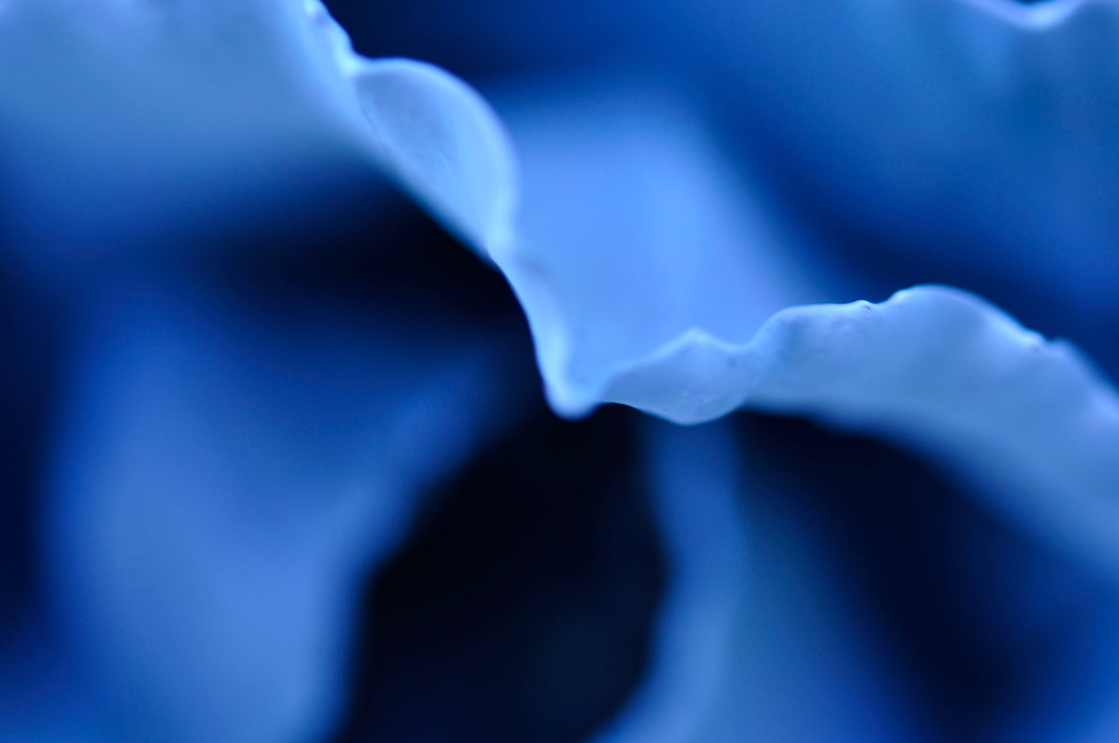 <I>Indigo (Cabbage)</I><br>Mendocino, California, 2013<br><br>GC0357