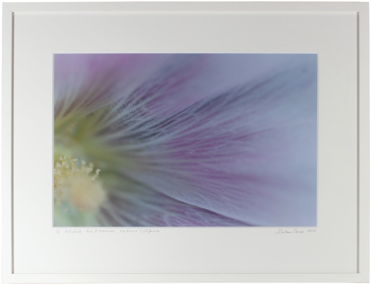 <I>Hollyhock (Rose d'outremer)</I><br>Mendocino, California, 2013<br><br>GC0358