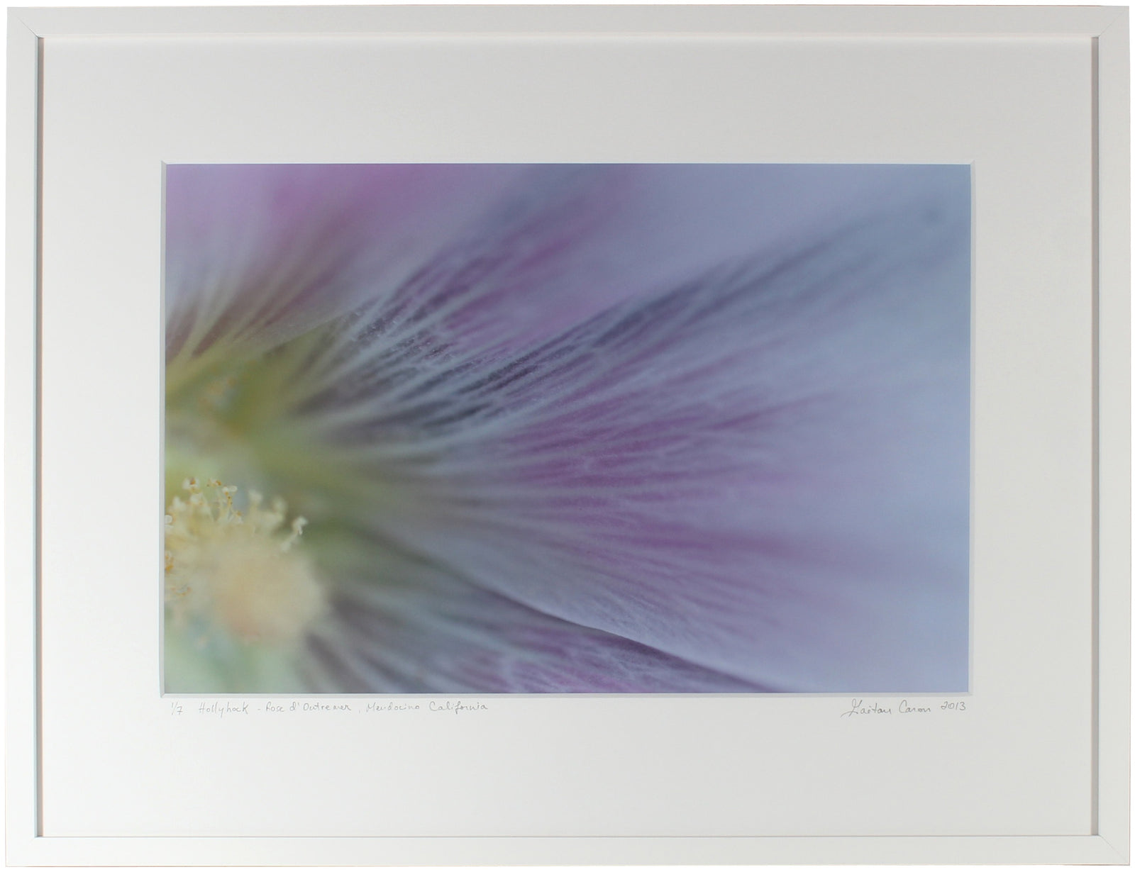 <I>Hollyhock (Rose d'outremer)</I><br>Mendocino, California, 2013<br><br>GC0358