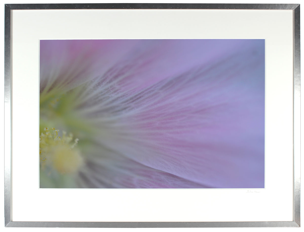 <I>Hollyhock (Rose d'outremer)</I><br>Mendocino, California, 2013<br><br>GC0358