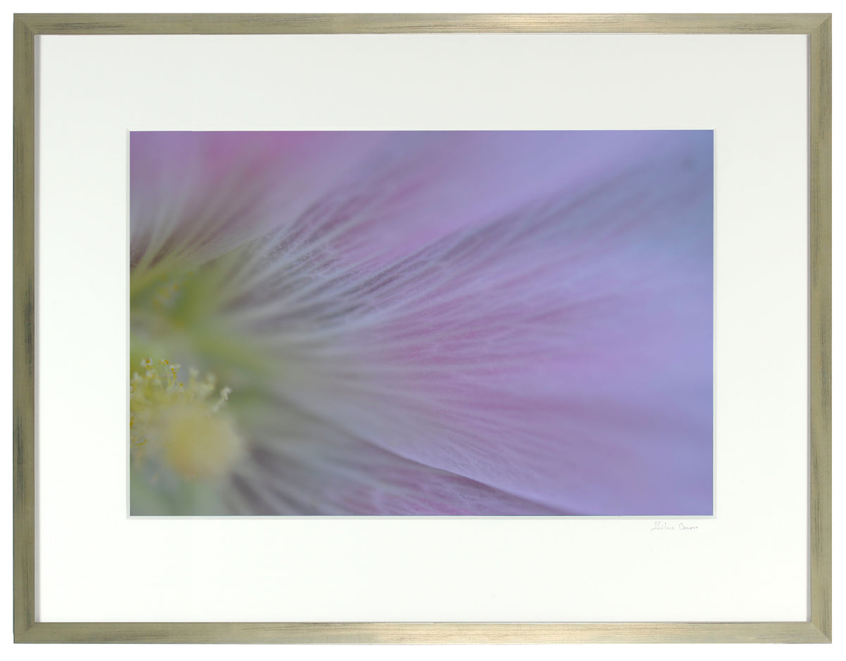 <I>Hollyhock (Rose d'outremer)</I><br>Mendocino, California, 2013<br><br>GC0358