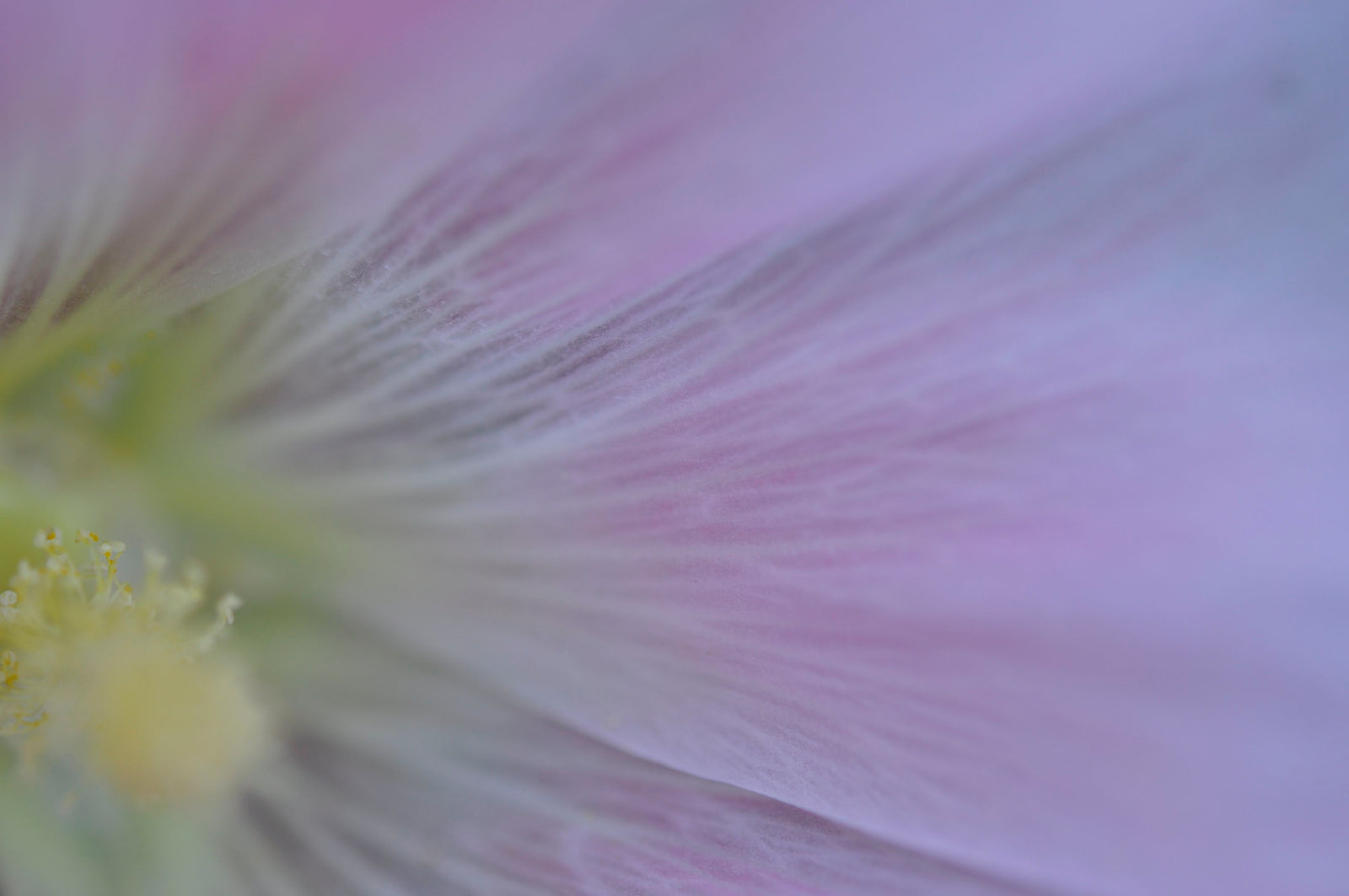 <I>Hollyhock (Rose d'outremer)</I><br>Mendocino, California, 2013<br><br>GC0358