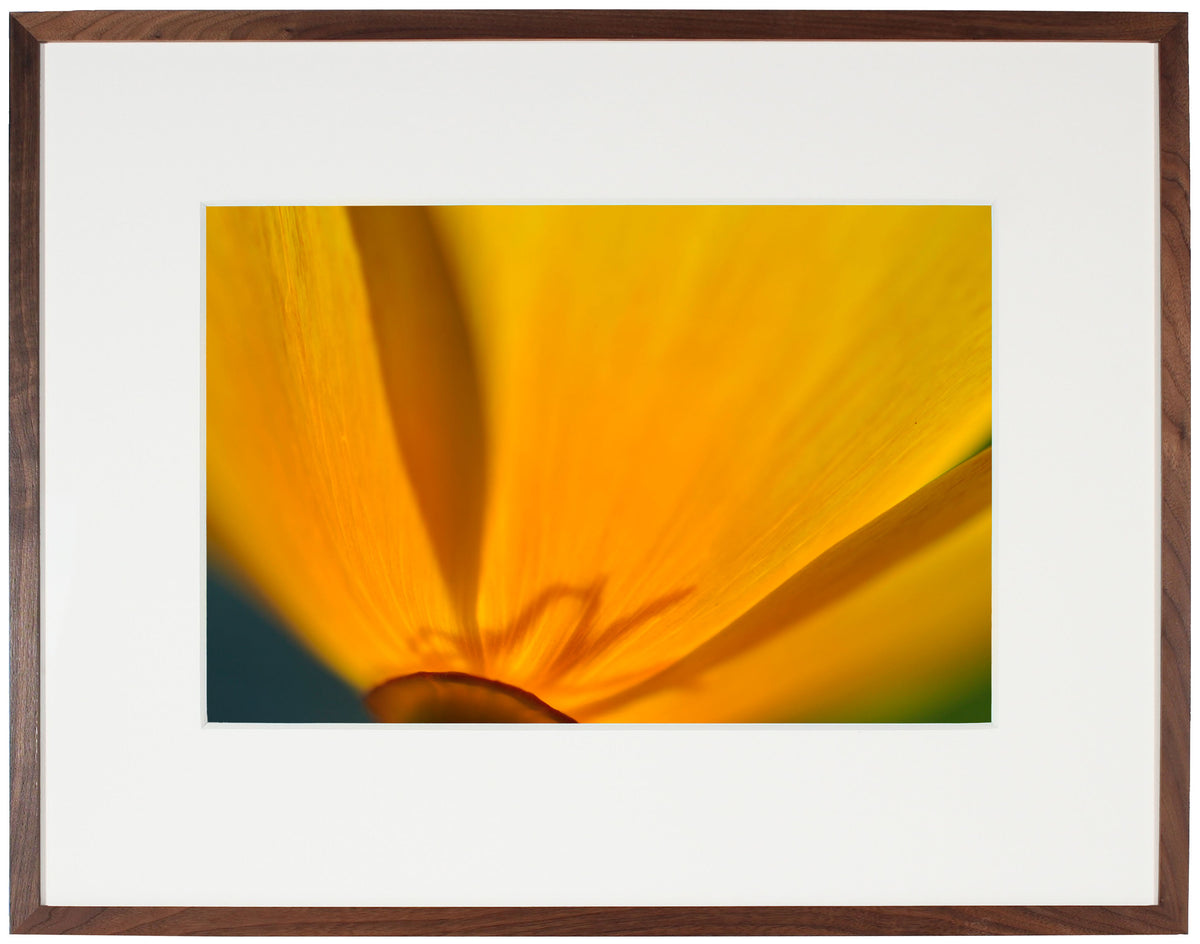 <I>Cup of Gold (California Poppy)</I><br>Mendocino, California, 2013<br><br>GC0359