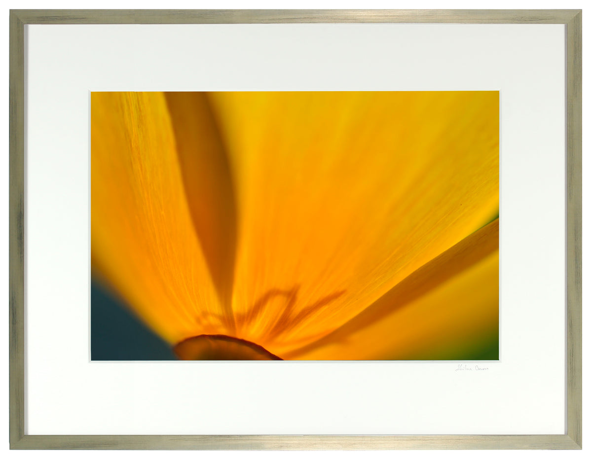 <I>Cup of Gold (California Poppy)</I><br>Mendocino, California, 2013<br><br>GC0359