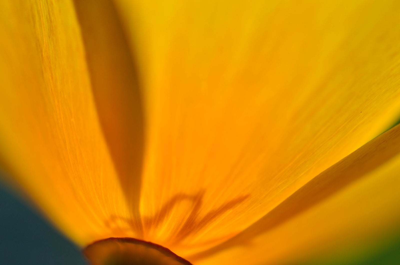 <I>Cup of Gold (California Poppy)</I><br>Mendocino, California, 2013<br><br>GC0359