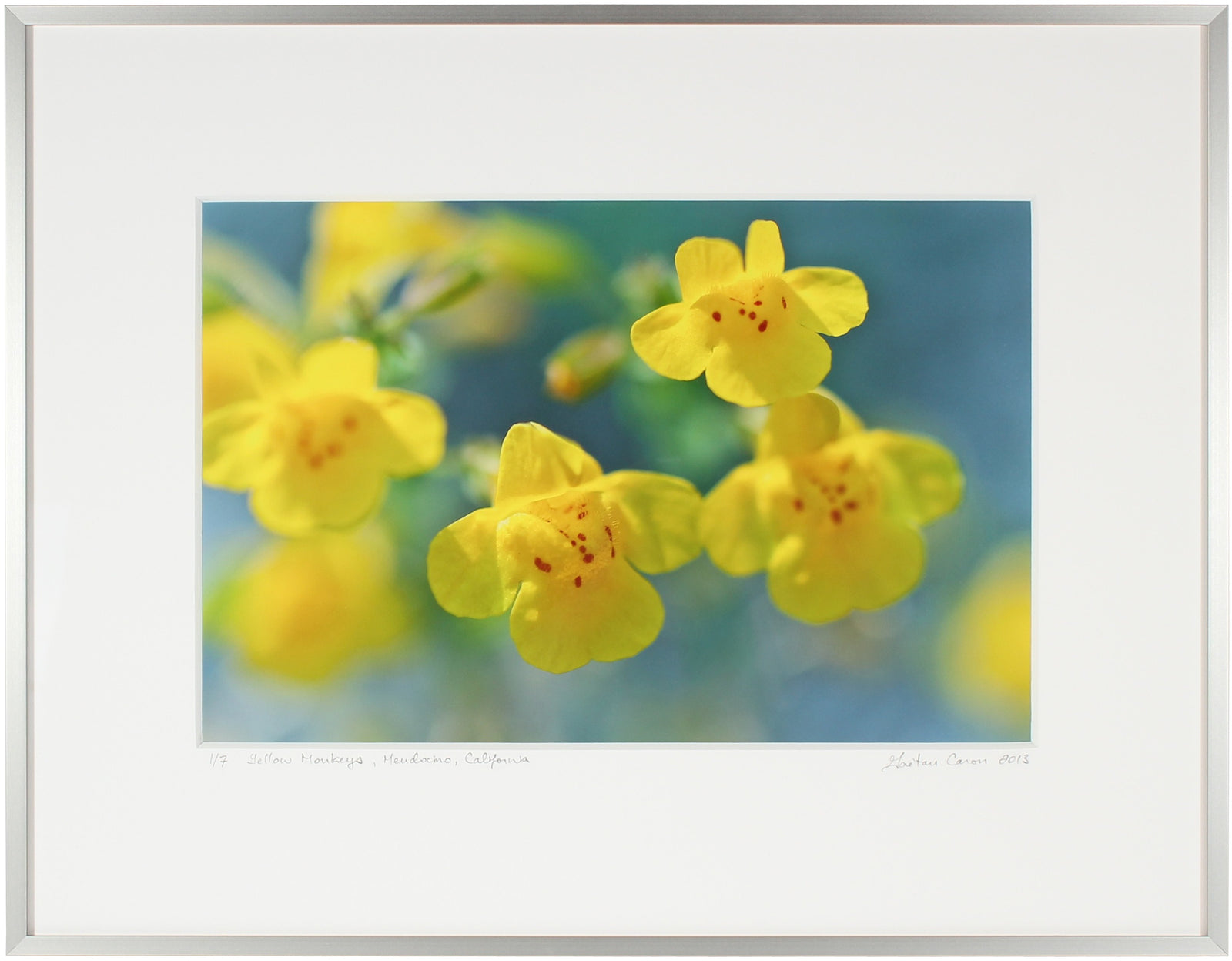 <I>Yellow Monkeys</I><br>Mendocino, California, 2013<br><br>GC0360