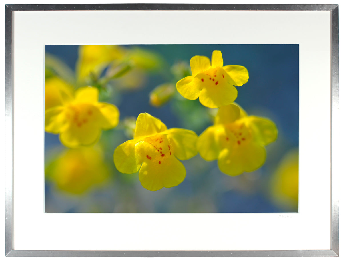 <I>Yellow Monkeys</I><br>Mendocino, California, 2013<br><br>GC0360